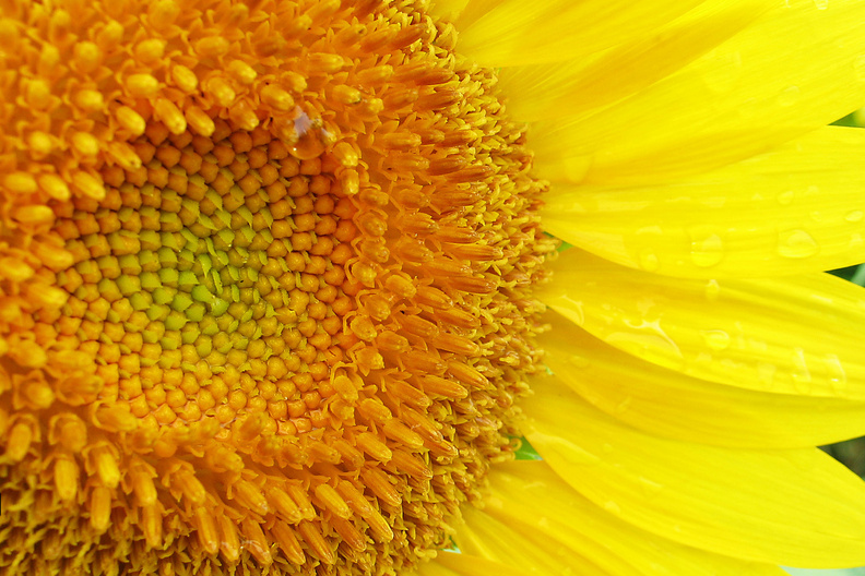 T5RL_SunflowerGarden.jpg