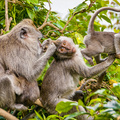 Monkey Family Grooming