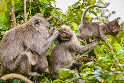 Monkey Family Grooming