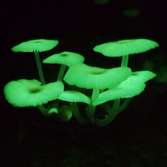 Glow in the Dark Mushroom