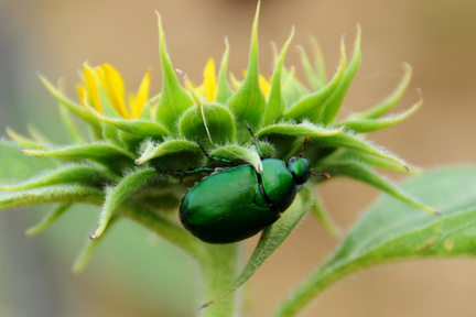 Shiny Green Bug