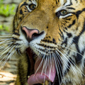 Yawning Tiger