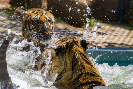 Tiger Fun