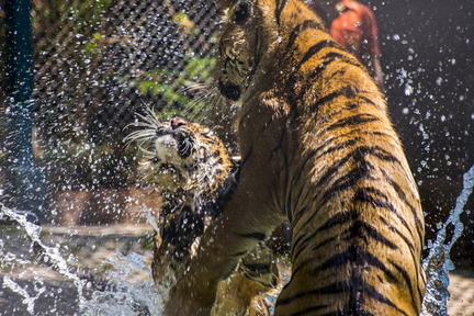 Tiger Fun