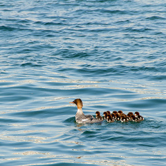 Ducky Family