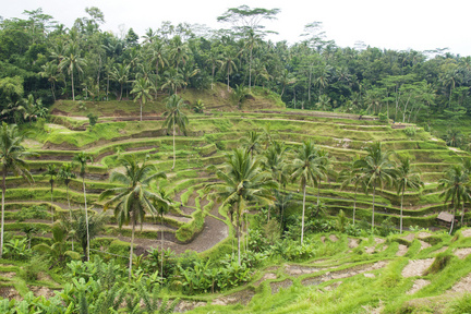 Ubud Padi Field